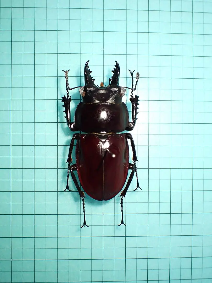 2026年最新】ヤエヤママルバネクワガタの人気アイテム - メルカリ