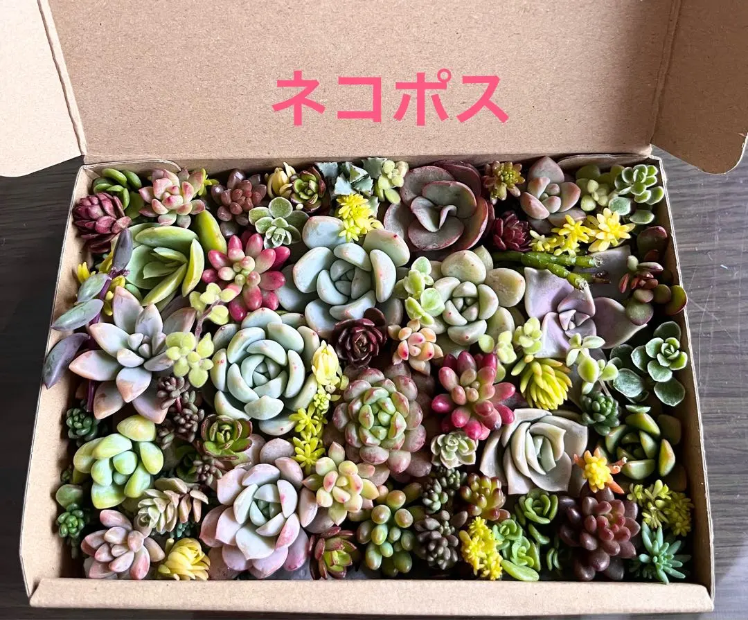 2026年最新】モンローグレイス boxの人気アイテム - メルカリ