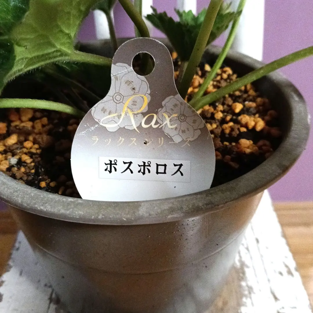 2026年最新】ラナンキュラス ポスポロスの人気アイテム - メルカリ