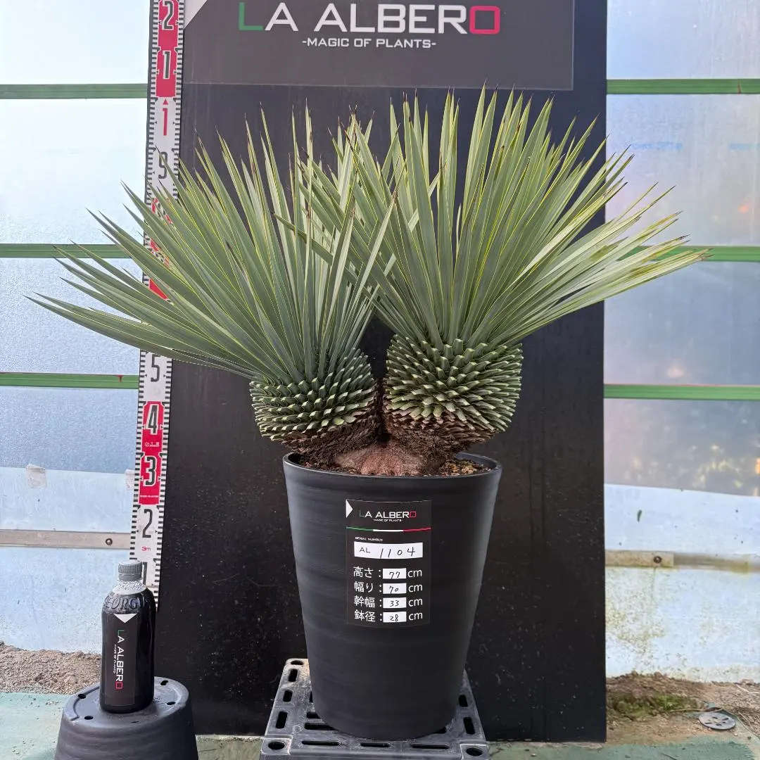 2026年最新】ユッカロストラータ ダブルヘッドの人気アイテム - メルカリ