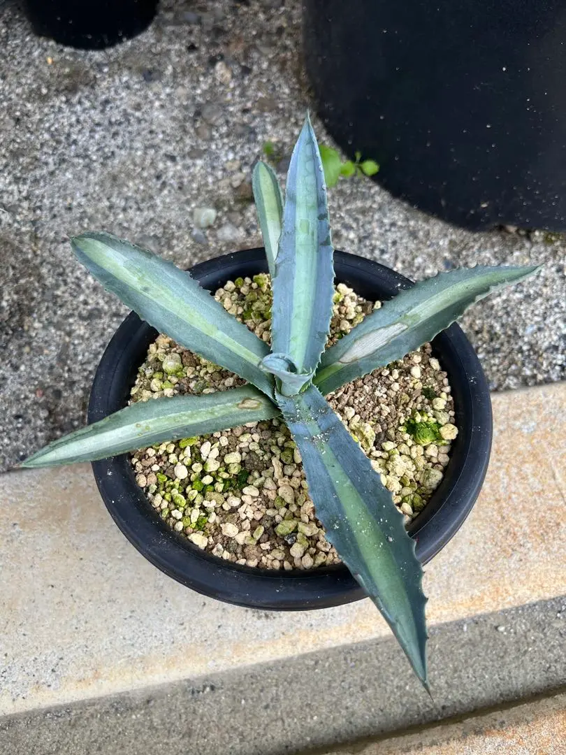 2026年最新】アガベ アメリカーナ・エクスパンサの人気アイテム - メルカリ