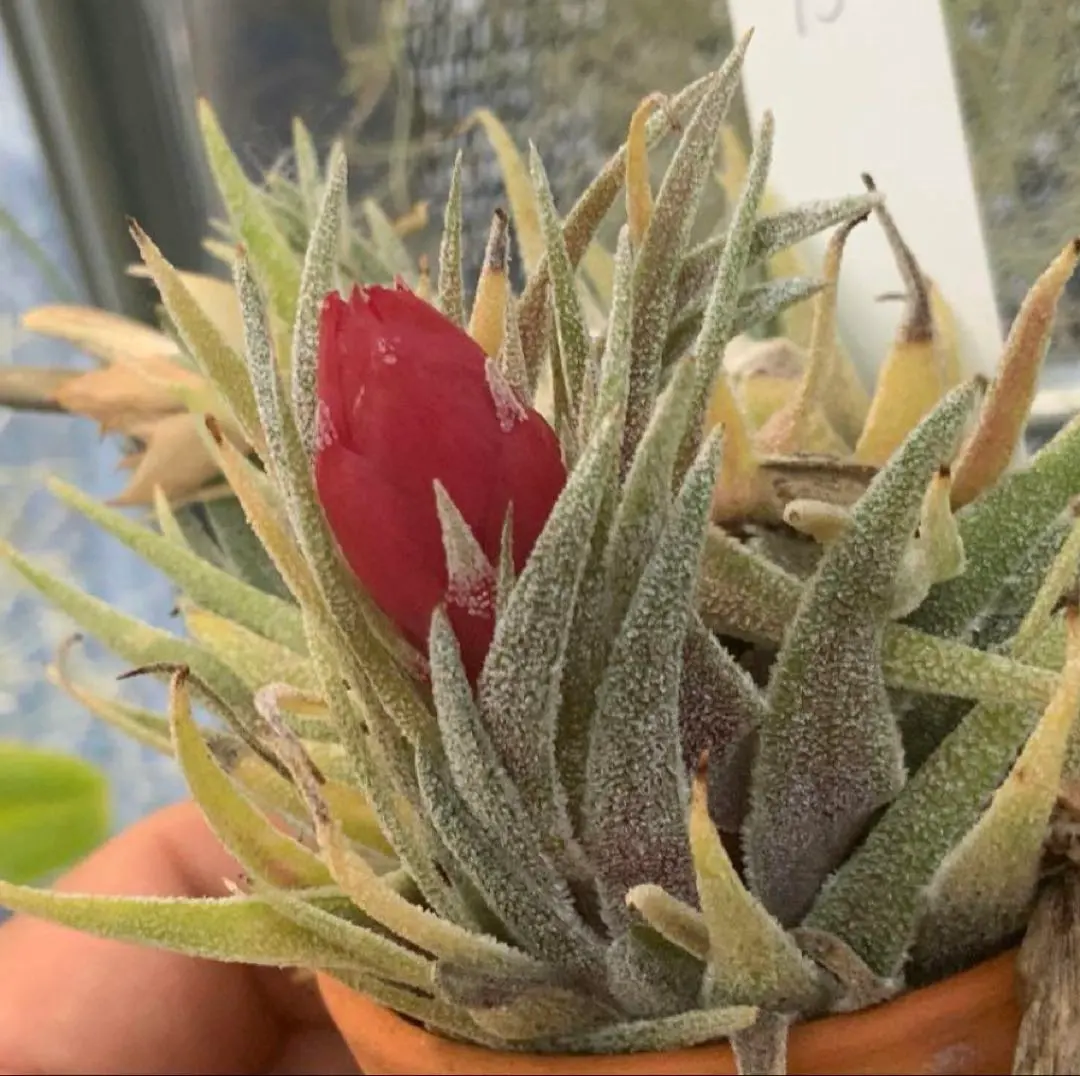 2026年最新】チランジア・スプレンゲリアナの人気アイテム - メルカリ