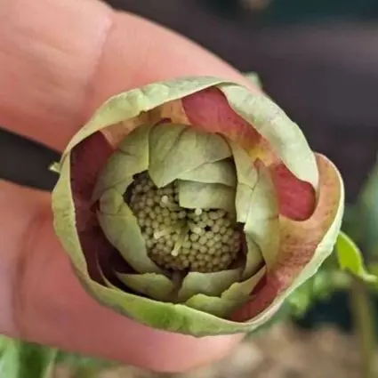 2026年最新】利休 クリスマスローズの人気アイテム - メルカリ