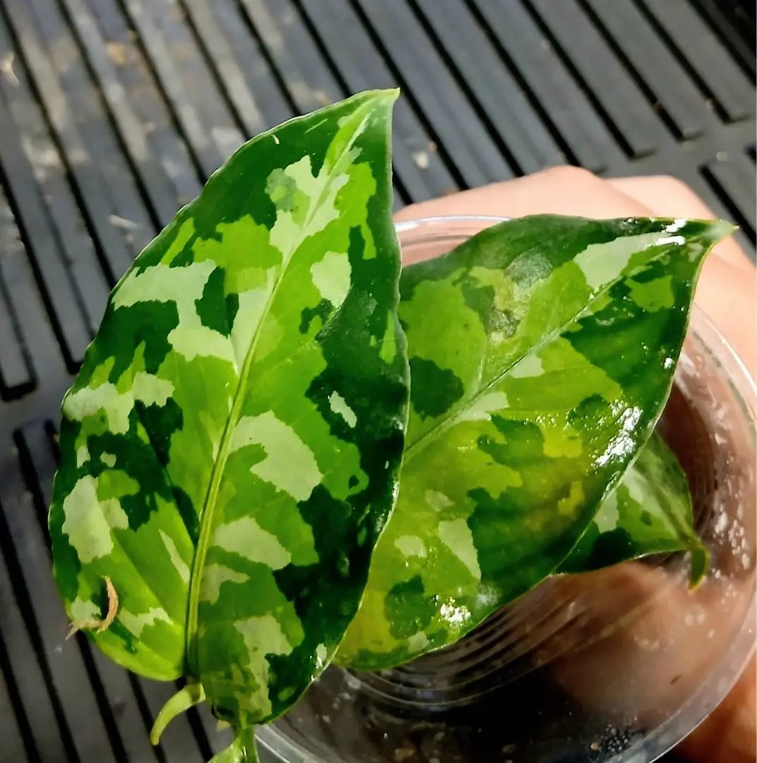 2026年最新】アグラオネマ ピクタム マルチカラーの人気アイテム