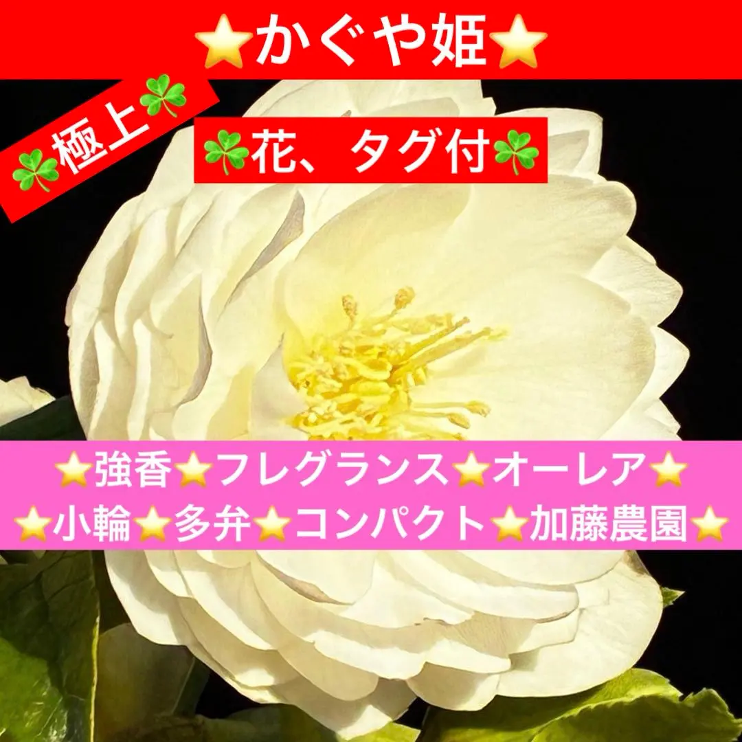 2026年最新】かぐや姫 クリスマスローズの人気アイテム - メルカリ