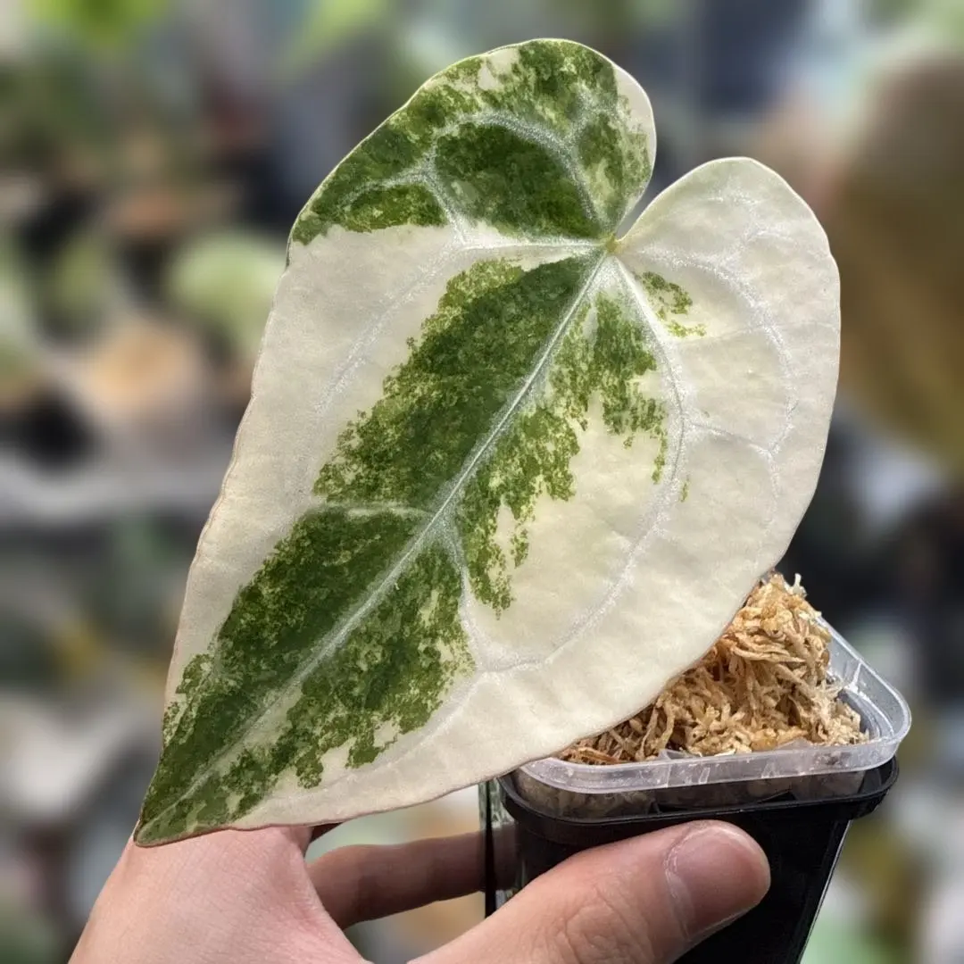 2026年最新】アンスリウム クリスタリナム シルバーの人気アイテム