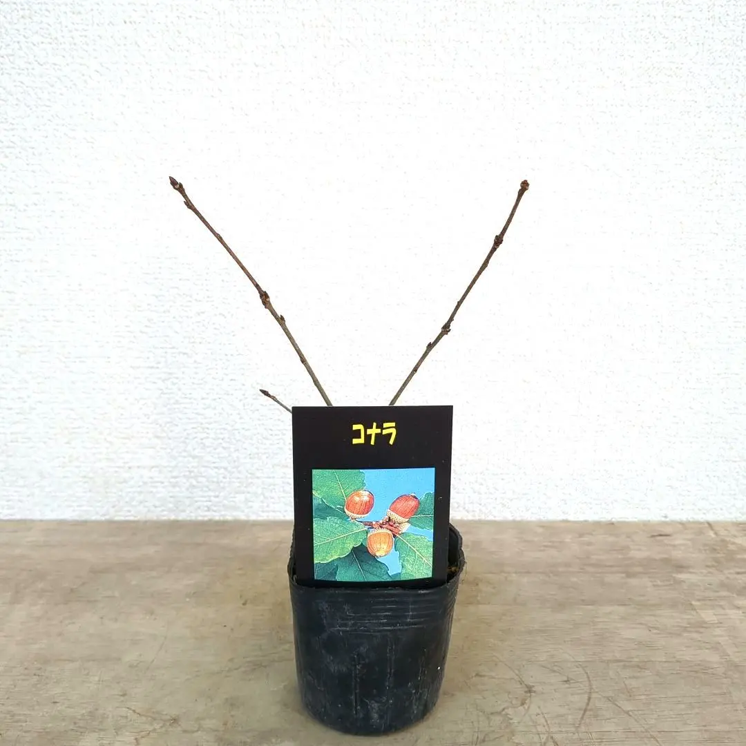 2026年最新】ブナ盆栽の人気アイテム - メルカリ