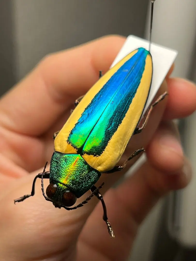 2026年最新】ルリタマムシの人気アイテム - メルカリ