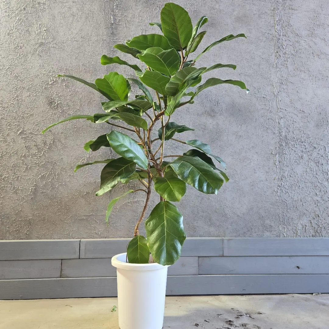 2026年最新】アフリカンプリンスの人気アイテム - メルカリ