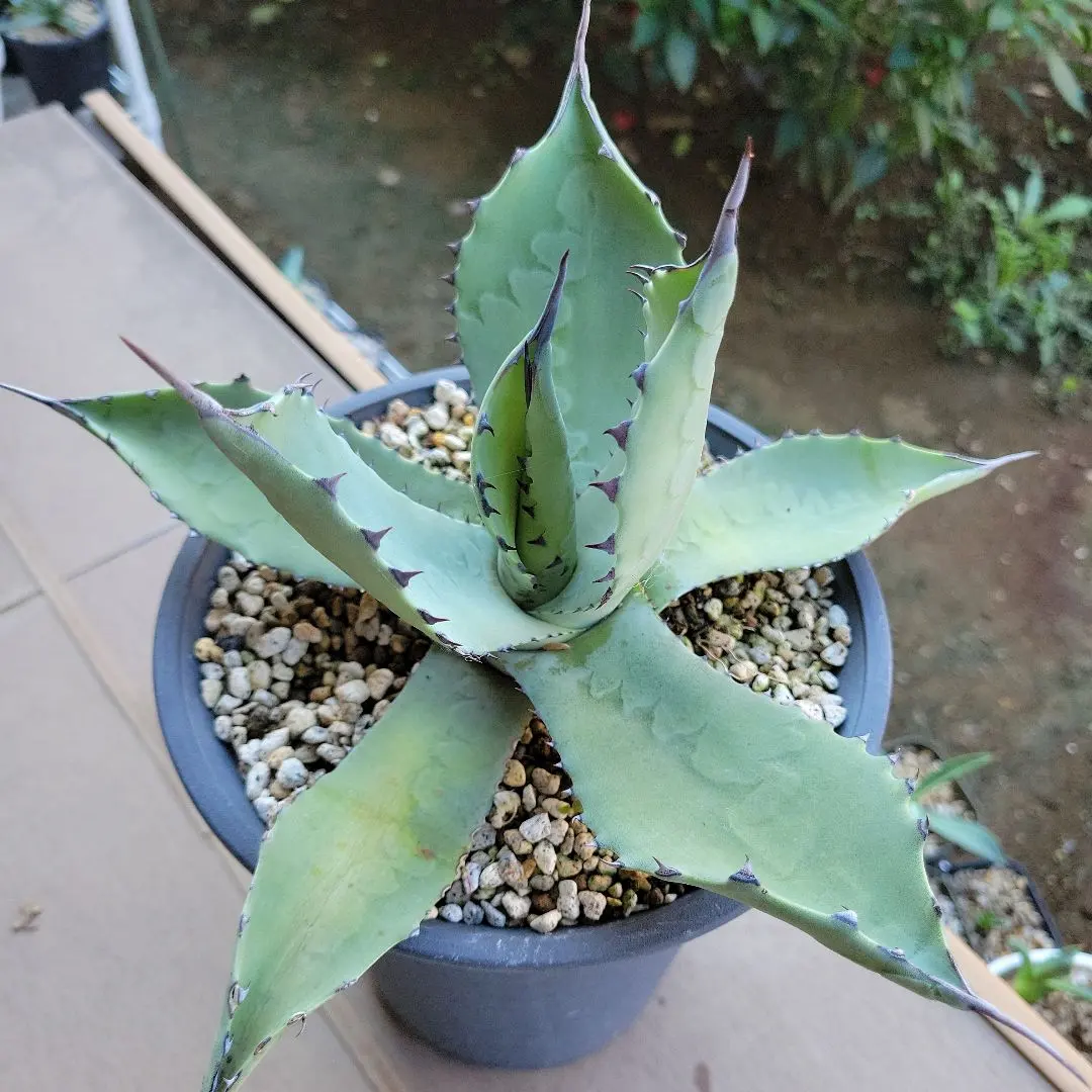 2026年最新】テマカプリネンシスの人気アイテム - メルカリ