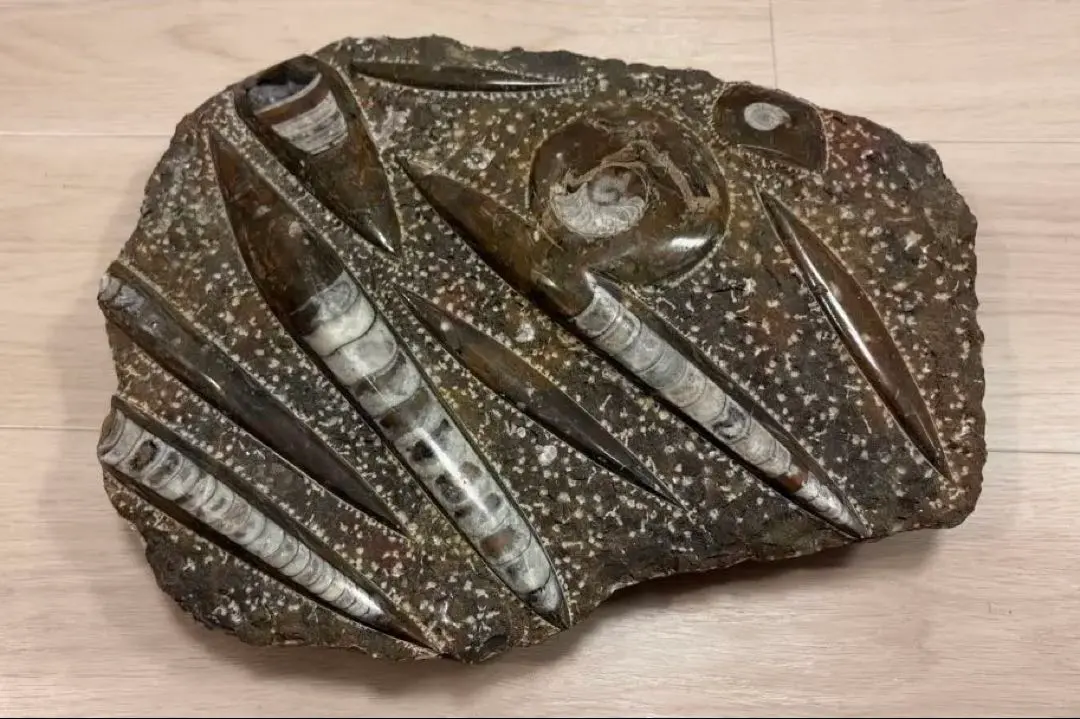 2026年最新】オルソセラスの人気アイテム - メルカリ