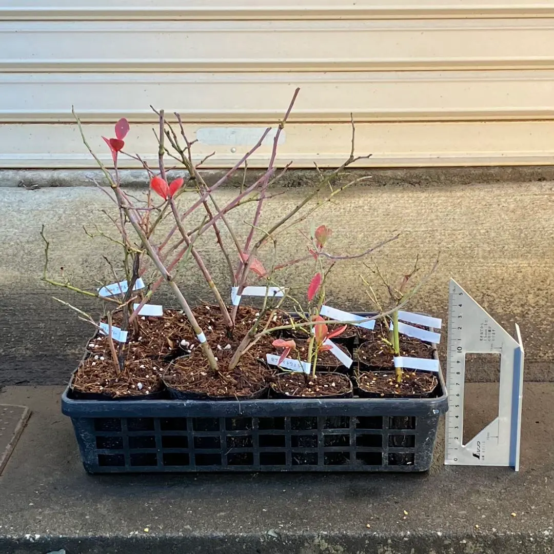 2026年最新】コロンブス ブルーベリーの人気アイテム - メルカリ