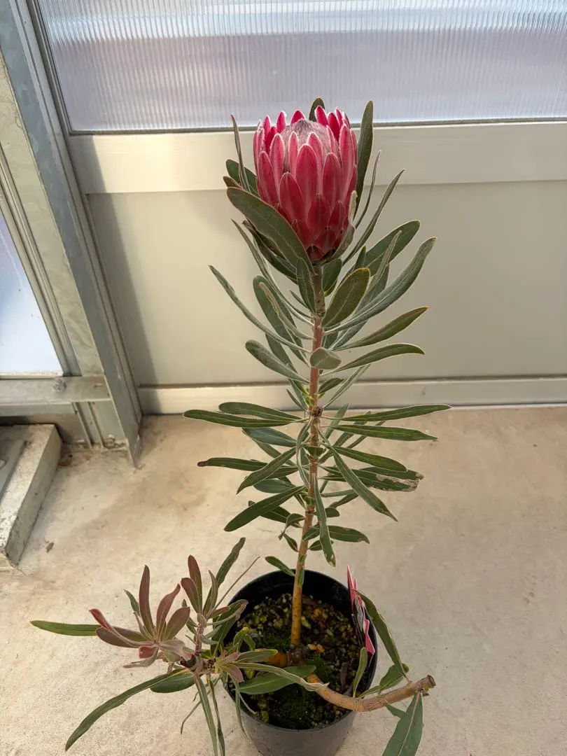 2026年最新】プロテアスペシャルピンクアイスの人気アイテム - メルカリ