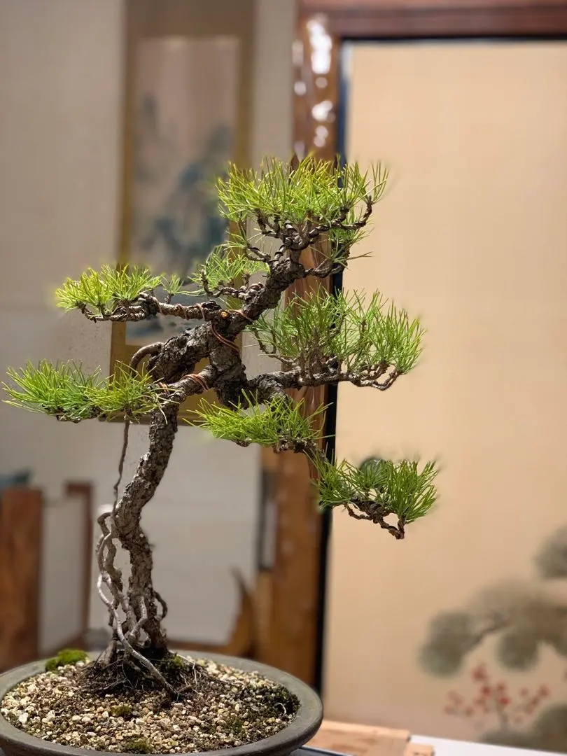 2026年最新】真柏 文人の人気アイテム - メルカリ