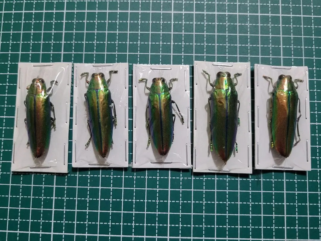 2026年最新】ルリタマムシの人気アイテム - メルカリ