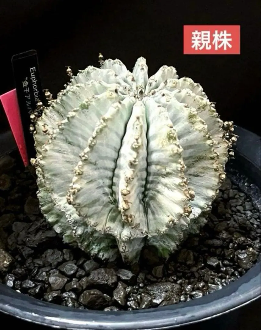 2026年最新】ユーフォルビア ホリダ アルバの人気アイテム - メルカリ