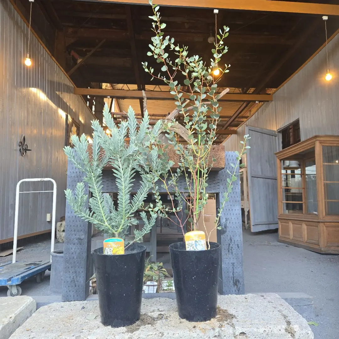 2026年最新】ユーカリウェブステリアの人気アイテム - メルカリ