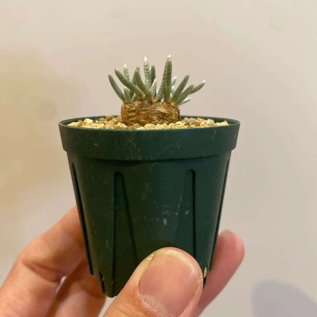 2026年最新】アボニア クイナリアの人気アイテム - メルカリ