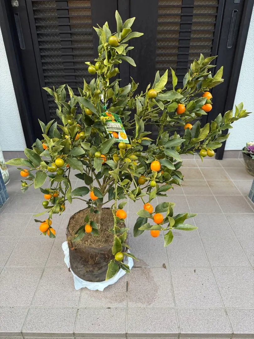 2026年最新】金柑 ぷちまるの人気アイテム - メルカリ