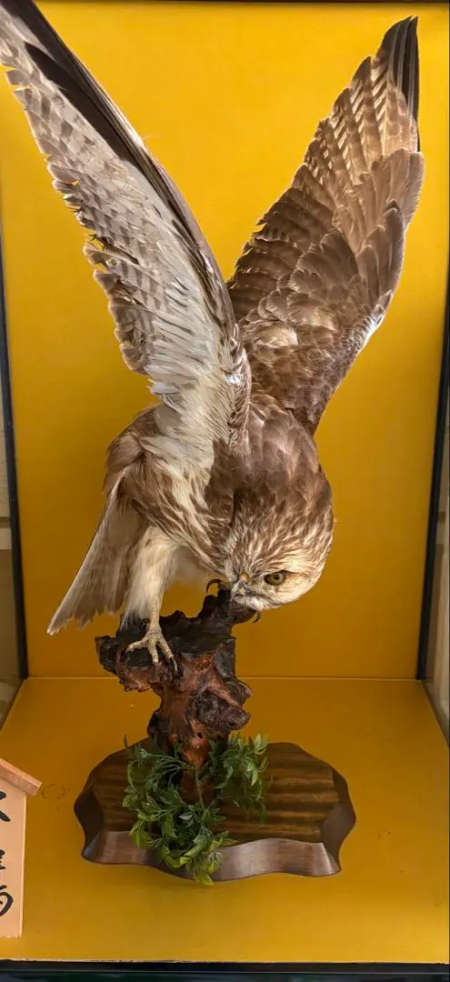 2026年最新】鷹 剥製の人気アイテム - メルカリ