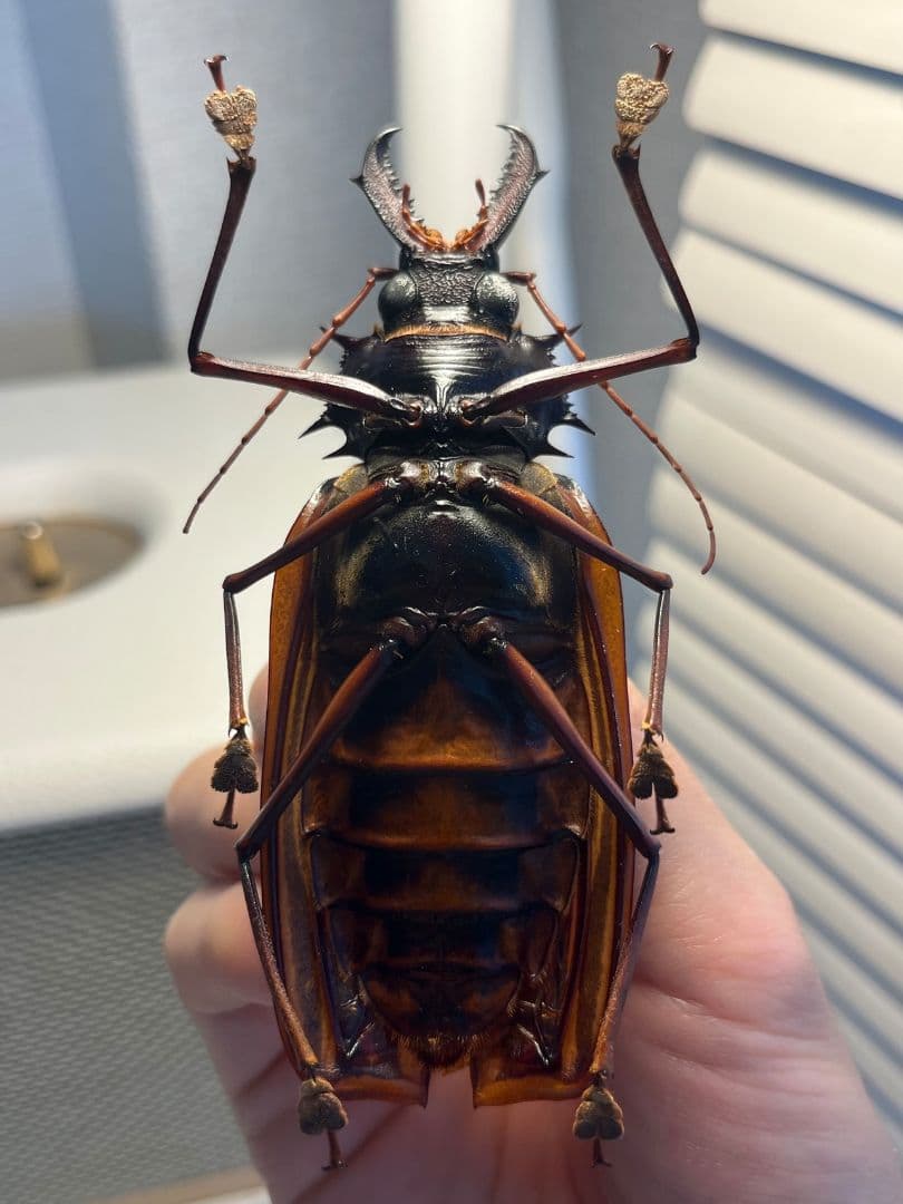 106mm♀】オオキバウスバカミキリ標本 Macrodontia昆虫標本