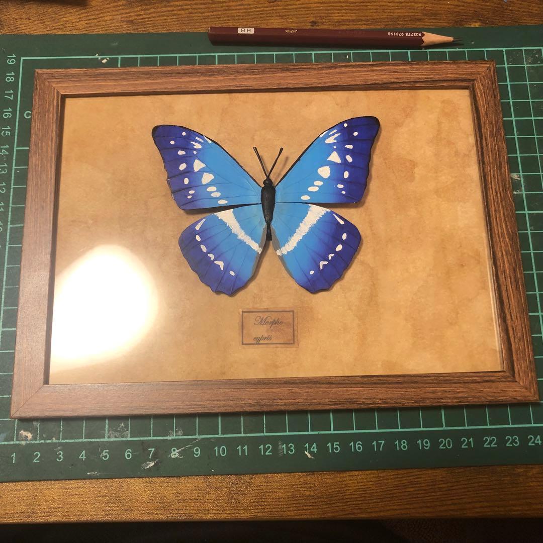 キプリスモルフォ フェイク蝶標本 アンティーク風 - メルカリ