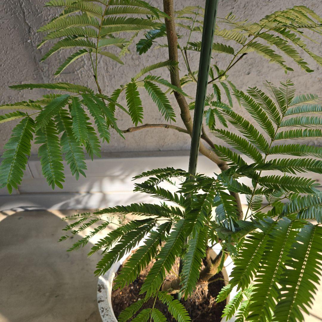 ⑪ エバーフレッシュ 曲がり仕立て 10号 特大苗木最高等級極上品