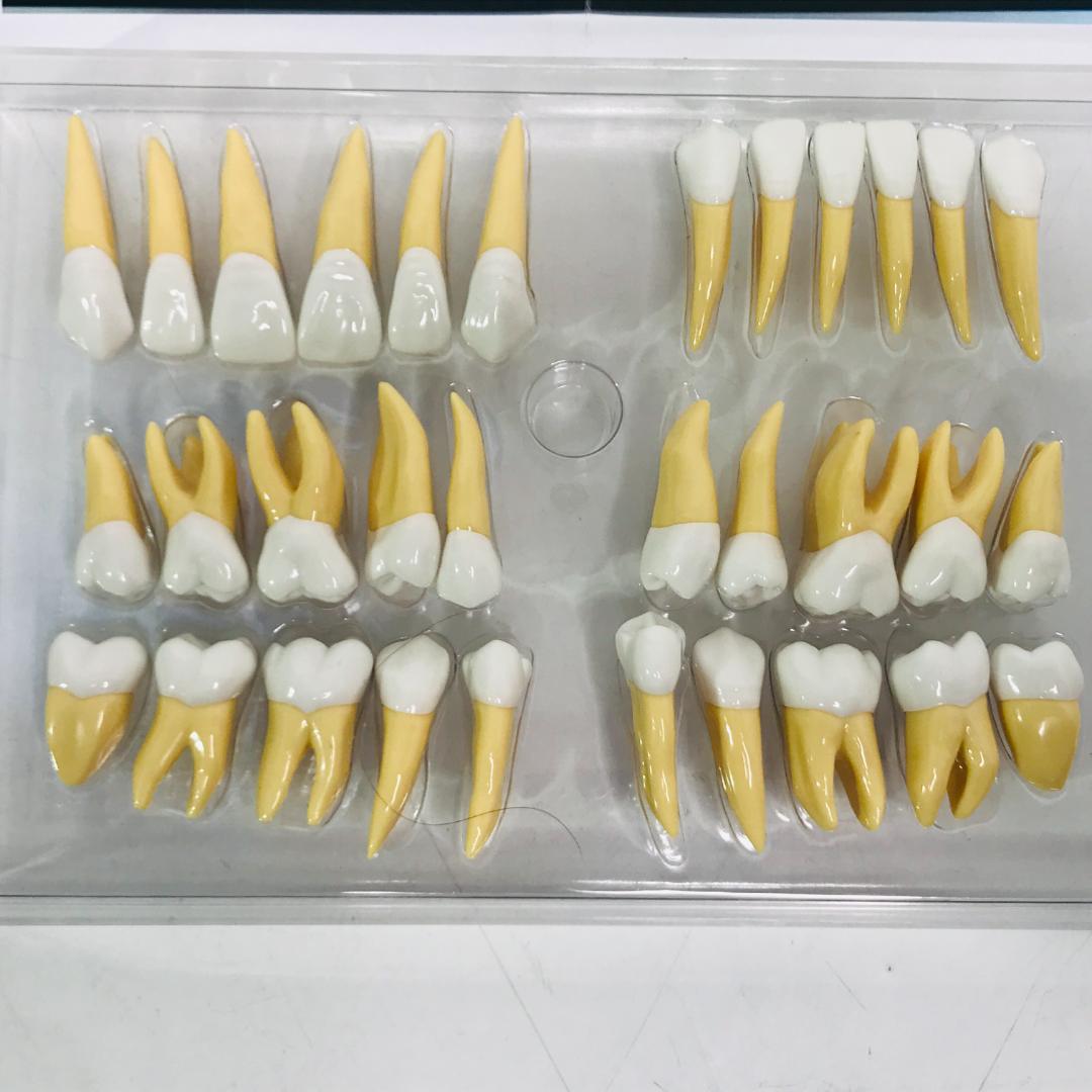 【匿名配送、送料無料】2.5倍大複製根模型歯 [B10-330]