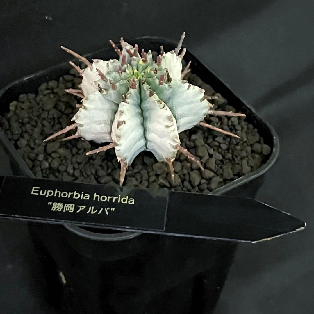 佐*太様 ユーフォルビアホリダ 勝岡アルバ 純血統 極上 雌株 カキ子SSS