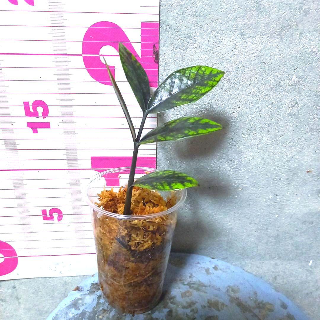 超絶希少 ザミオクルカス ゴールデンミューテーション - メルカリ