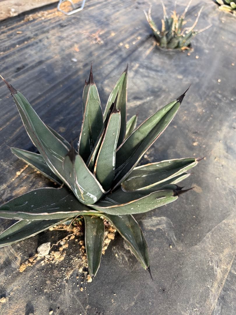 mania様 アガベ 笹吹雪 ニッケルシー