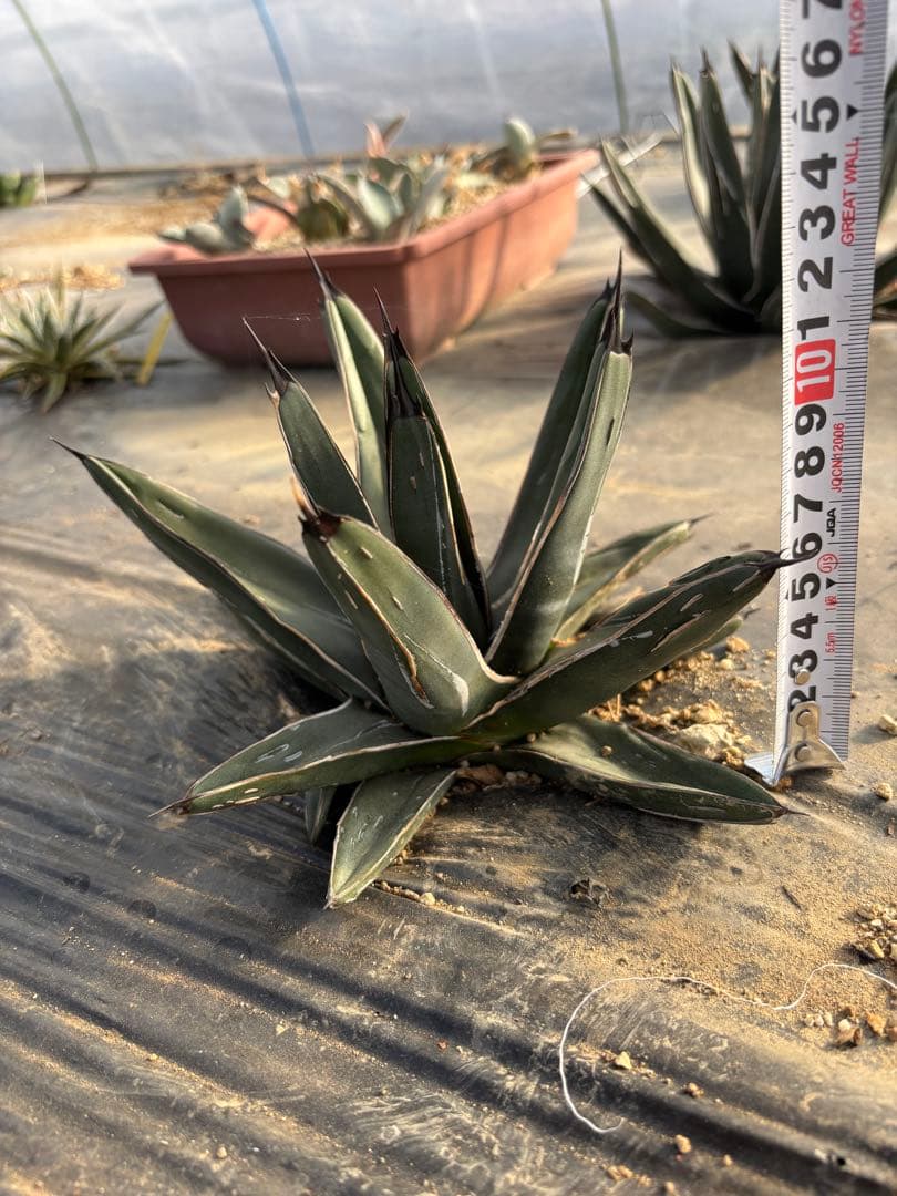 mania様 アガベ 笹吹雪 ニッケルシー