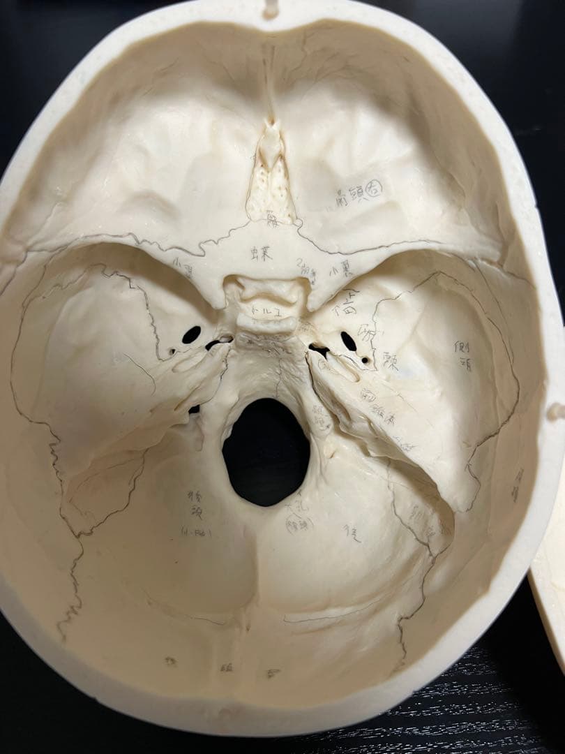 SOMSO]頭蓋骨模型 - メルカリ