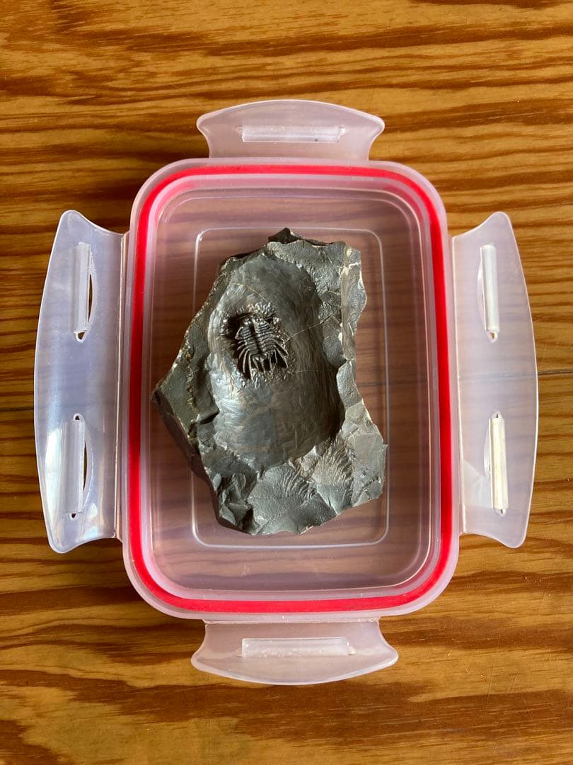 モロッコ　超絶激レア　三葉虫　化石 超レア希少種！三葉虫【Parvilichas marochii】【237 g】モロッコ王