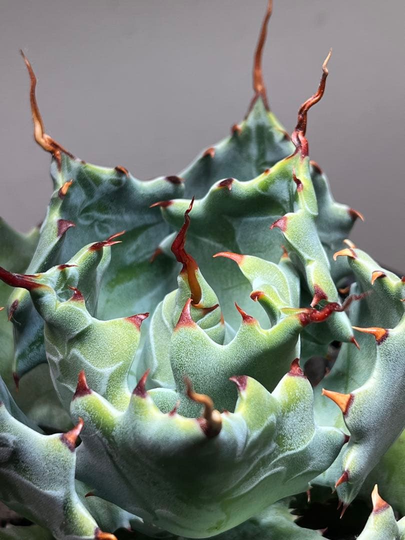 アガベ ハイブリッド CJ plants産 甲蟹交種曲刺特選2