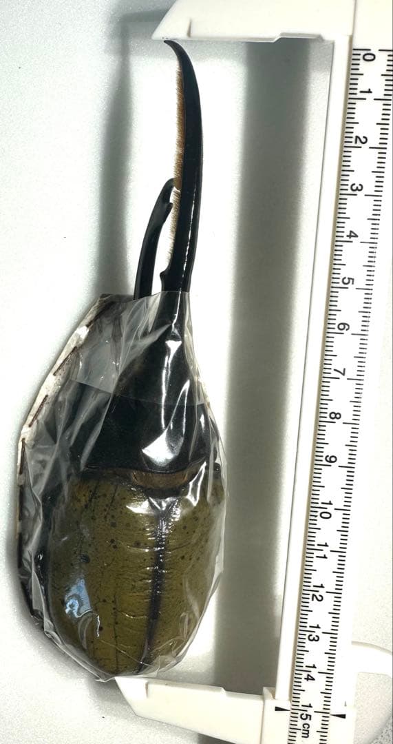 【標本】 ヘラクレスリッキー 本物の野外品150㎜ 標本】 ヘラクレスリッキー 本物の野外品150㎜ 標本】 ヘラクレス