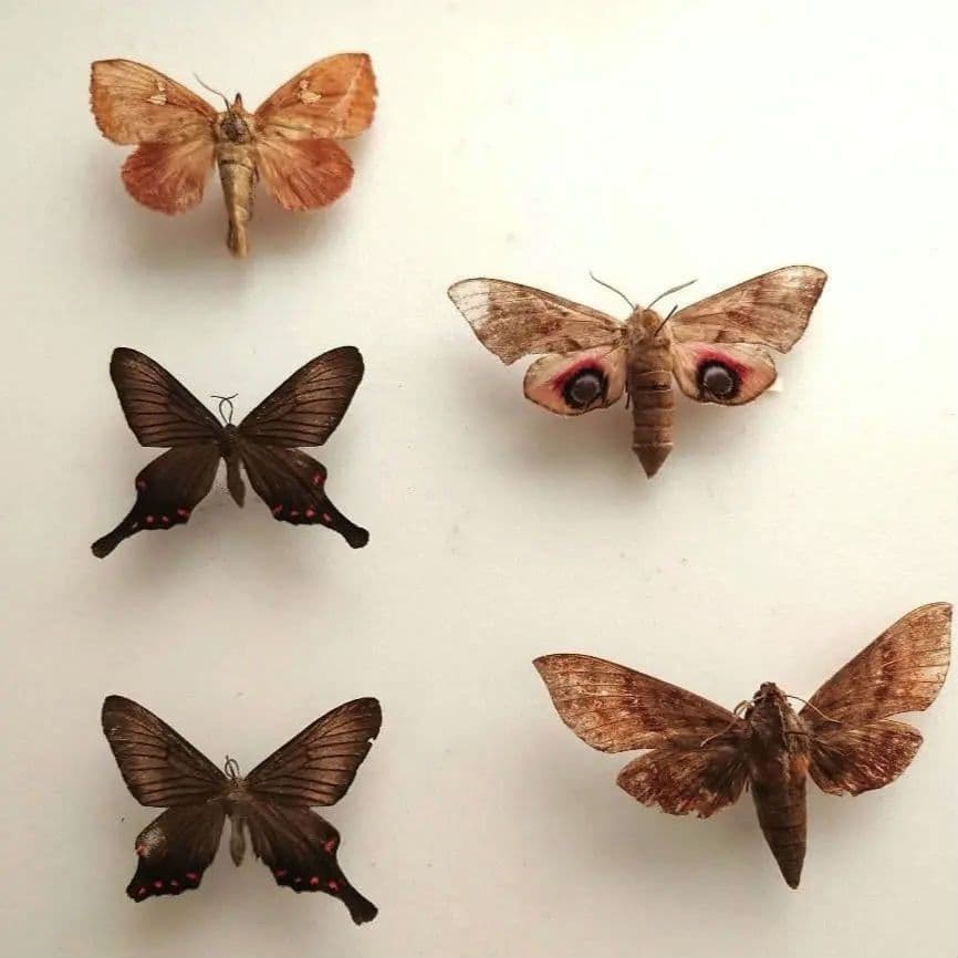 中古 大型ドイツ箱 蛾などの標本あり 破損あり 中野製作所 ガラス 標本