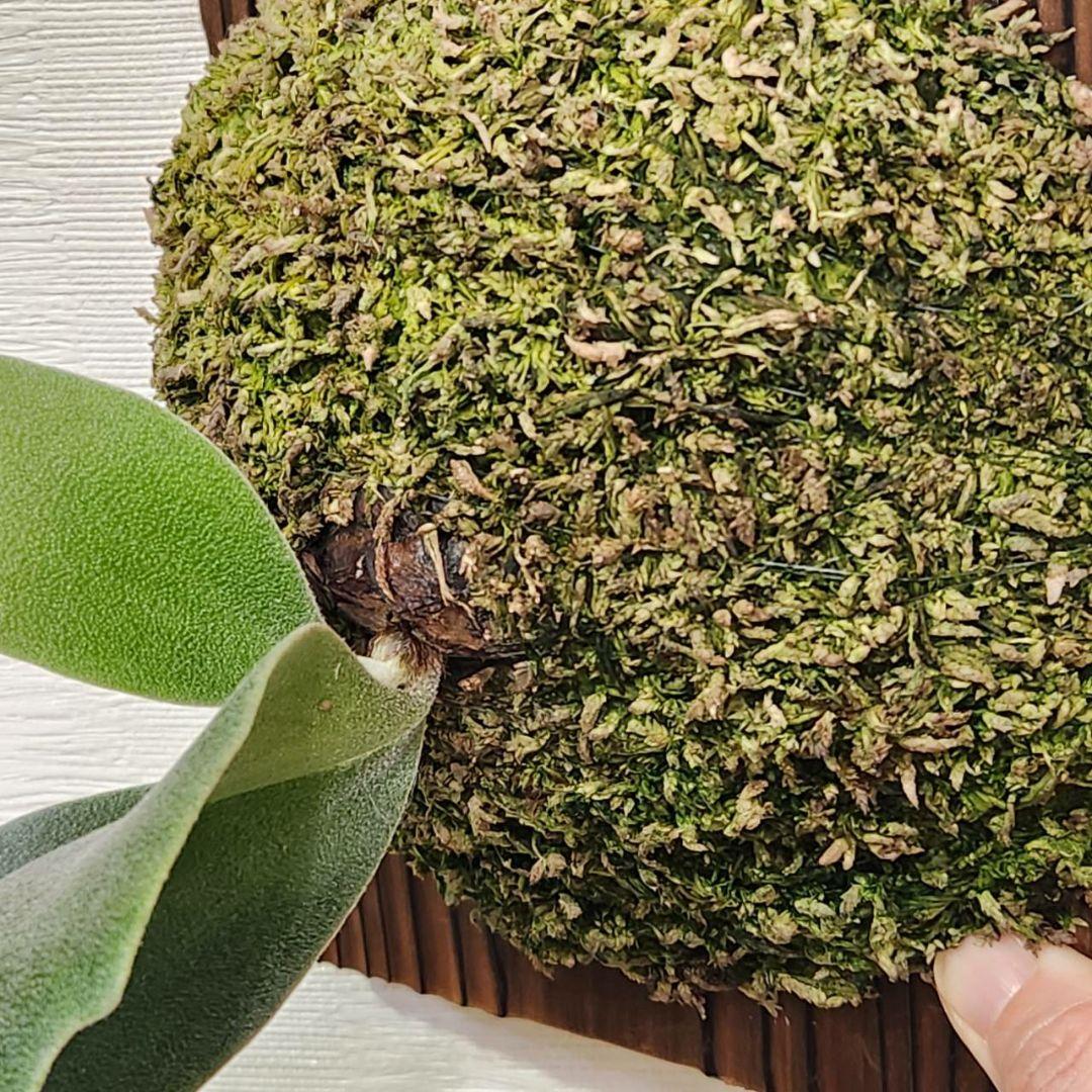 フーンシキOC子株 P.FoongSiQi ビカクシダ 株分け品子株 オリジナル