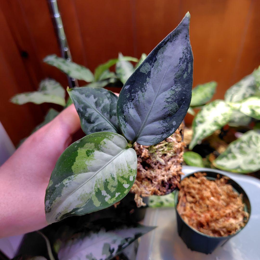 夢PLANTS　柳緑花紅　ラプラス lantana-radiation-01_05e1d774-