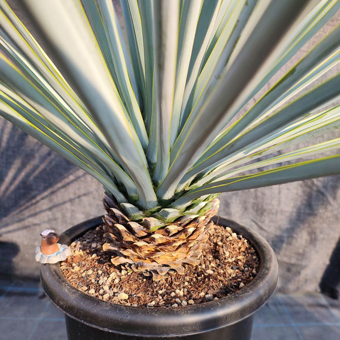 ユッカ リギダ Hybridの通販はau PAY マーケット - 輸入雑貨のネット