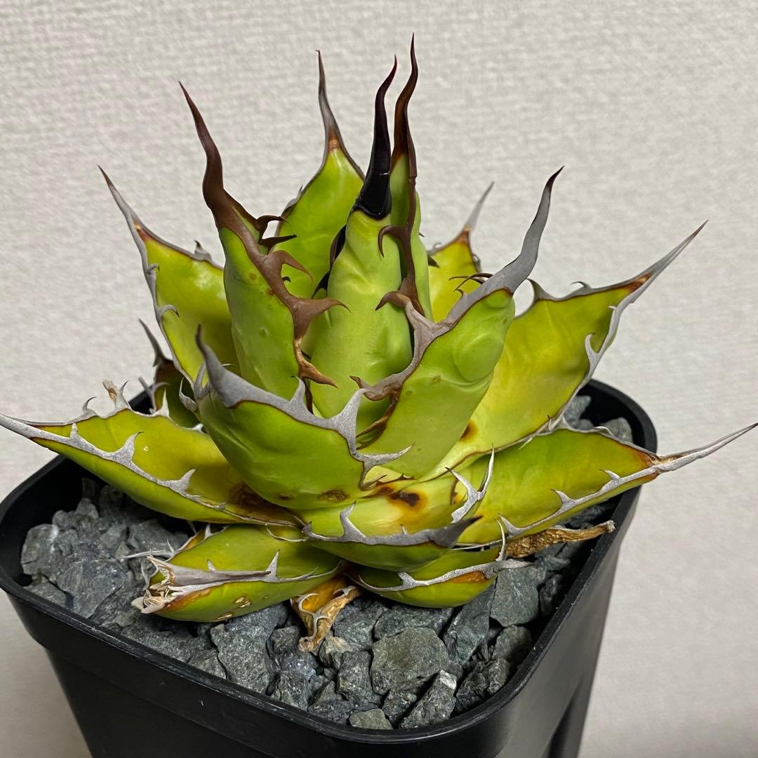 アガベ ホリダ ギルベイ - メルカリ