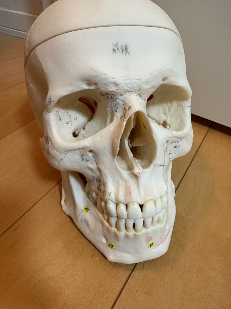 SOMSO頭蓋骨模型 解剖学的マーク付き ソムソ社 頭蓋骨分解模型（14分解、色分 頸椎 ＋ 咀嚼筋付