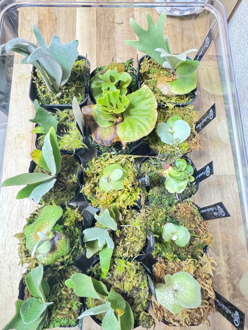 dwarf 15種　ビカクシダ　1月3日でけします。 ビカクシダ willinckii Dwarf Nook × Bogor Mr. Suddan (mix spore