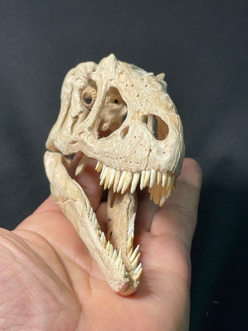 木彫 恐竜 ユウティラヌス 頭骨模型 11cm - メルカリ