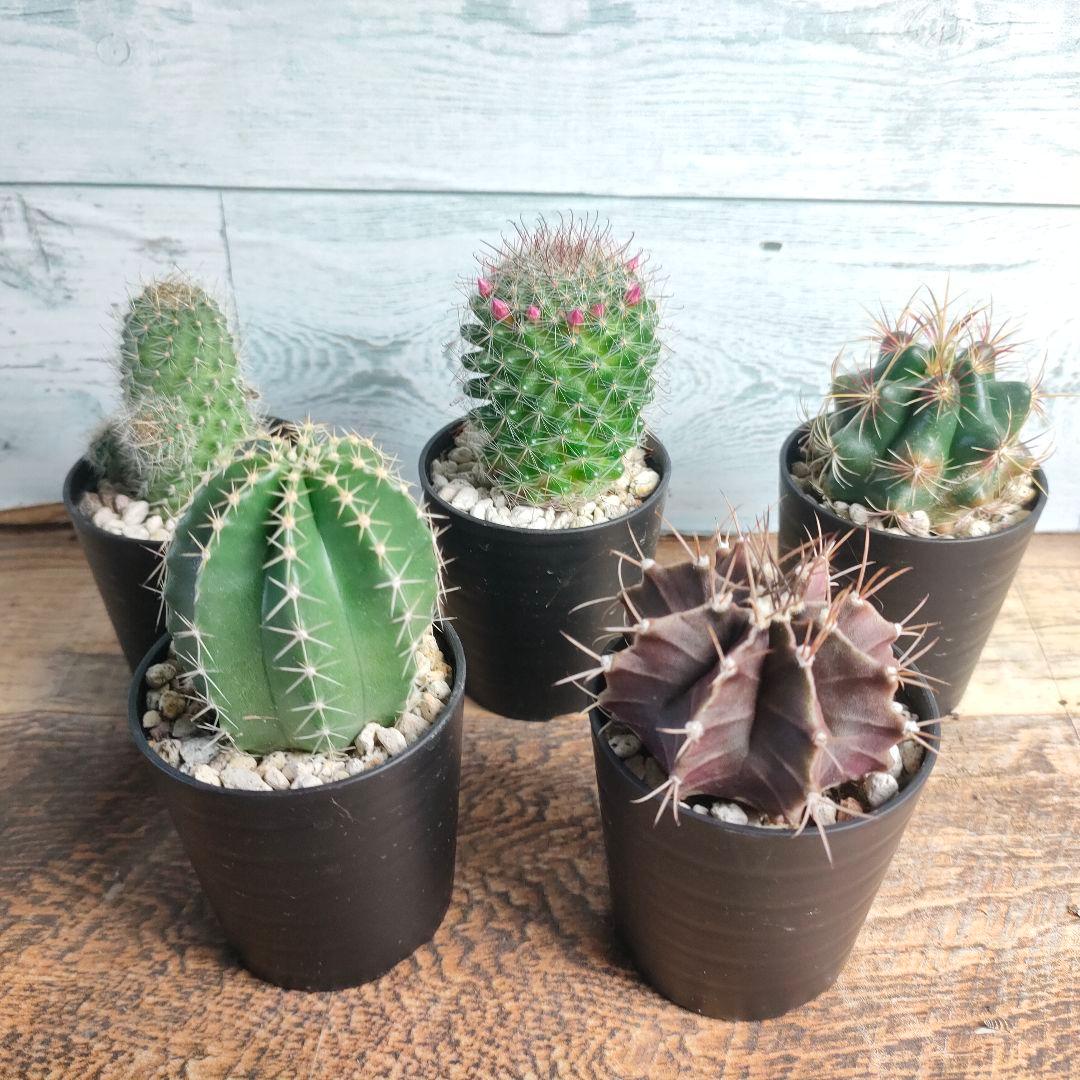 厳選サボテン 5種セット 2.5号サイズ サボテン 多品種 - メルカリ