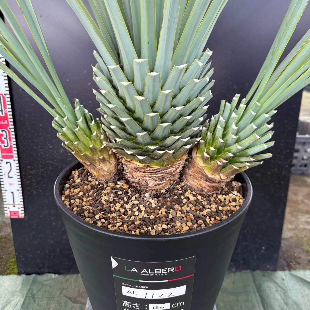 AL1122】ユッカ リギダ 超希少トリプルヘッド