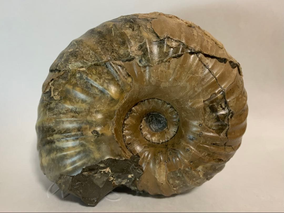 北海道産　ユーパキディスカス　アンモナイト　化石 1280px-Eupachydiscus_haradai_-