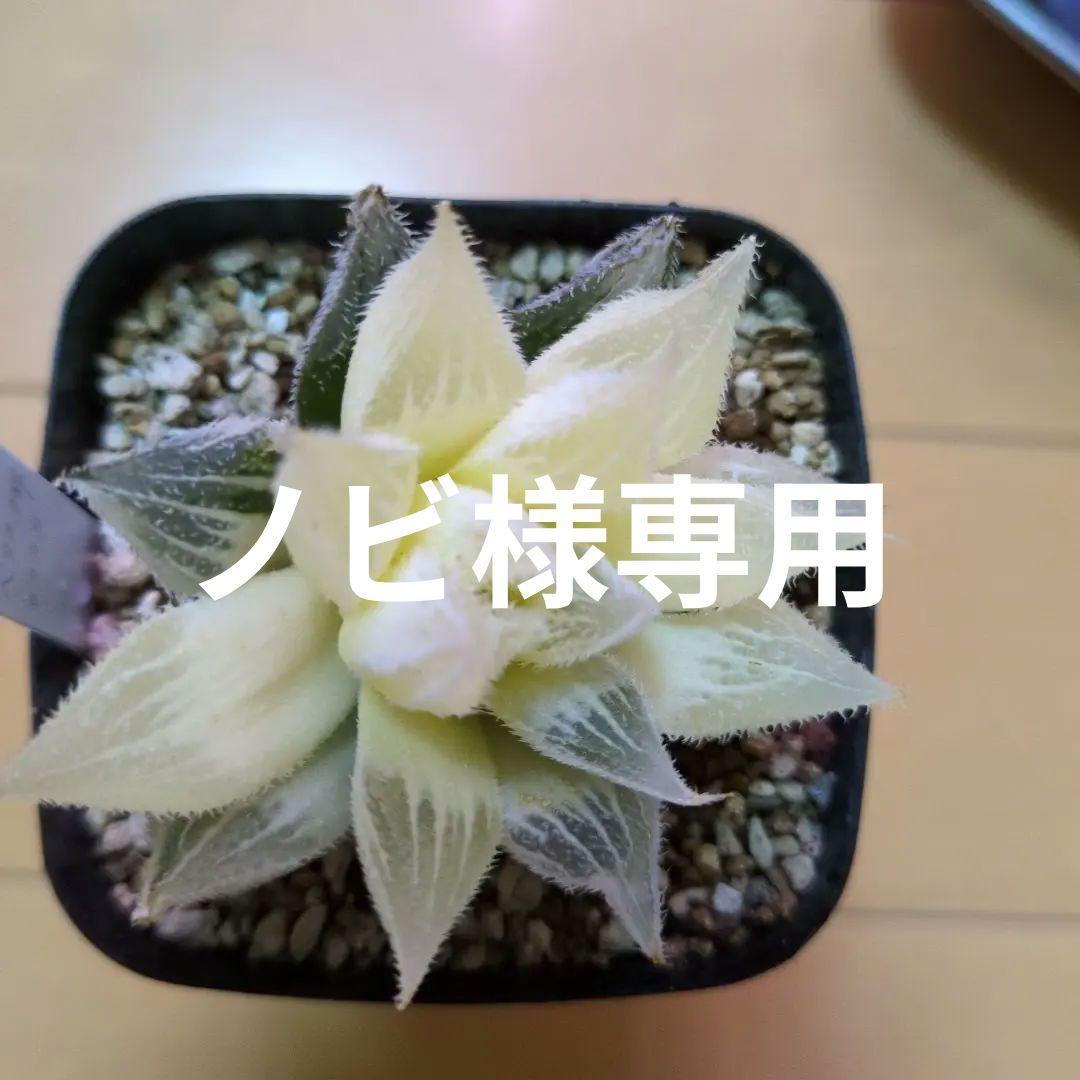 ハルオチア　新白蛇伝 糊斑のハオルチア(白蛇伝・白銀の露など)の購入時の注意点/派手斑や全