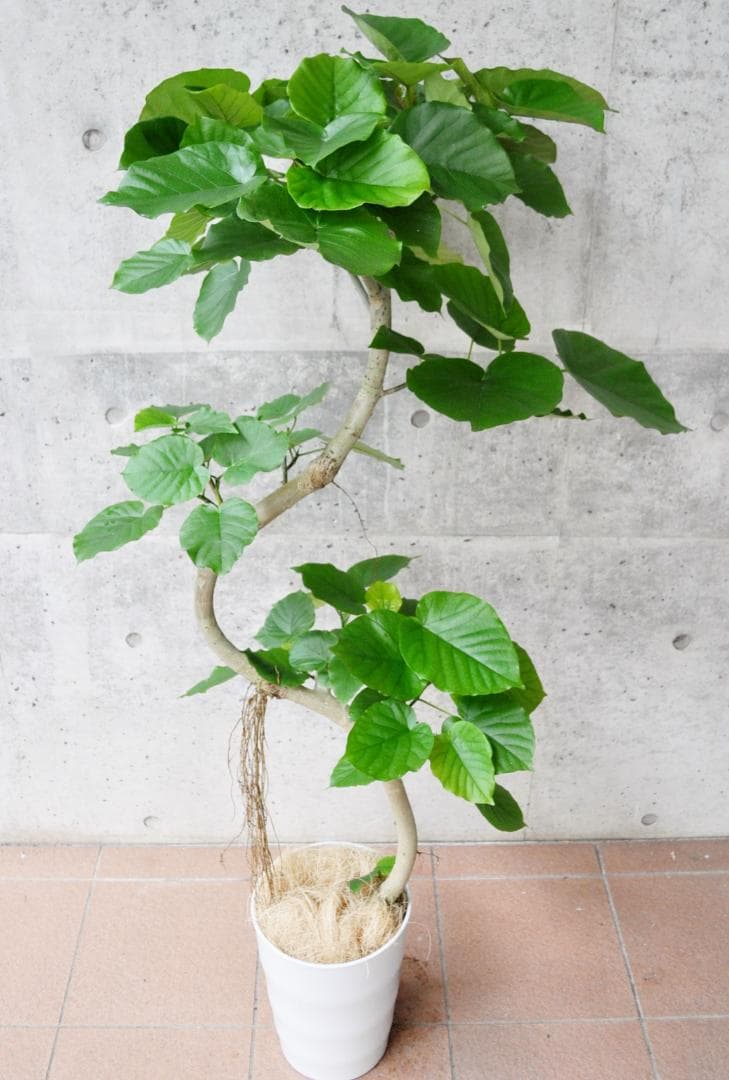 フィカス ウンベラータ 8号146cm S-shaped tree form気根 - メルカリ