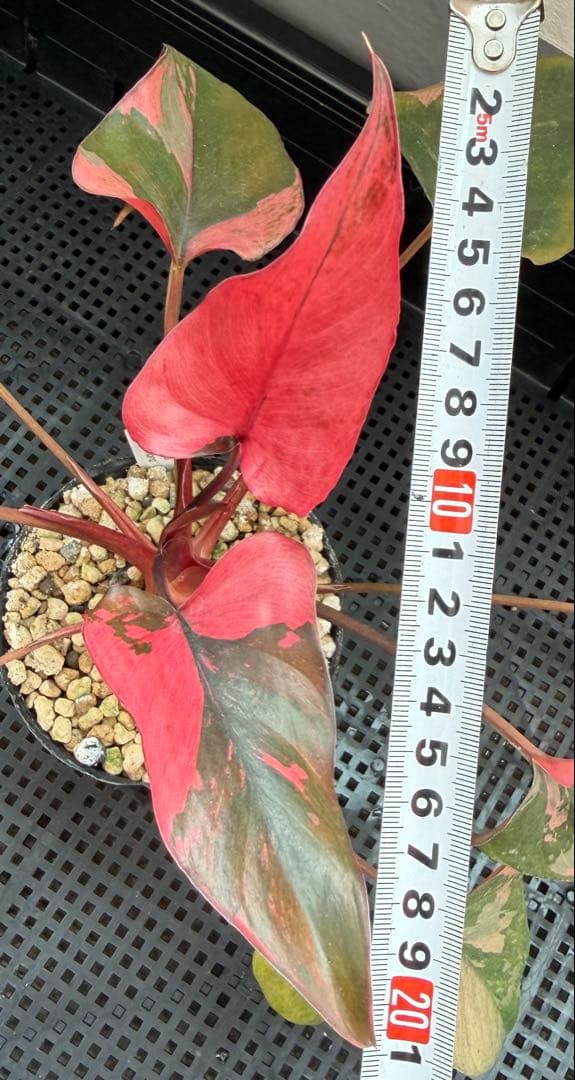 希少 ホマロメナ ピンクダイヤモンド 大型美株 鉢ごとメルカリ便②